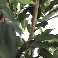 Kunstplant Mica Ficus groen in plastic pot Ø85 150cm-1